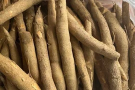 Trung Quốc chi hàng tỷ USD mua gần hết sắn của Việt Nam