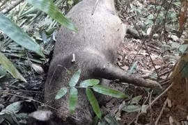 Tìm nguyên nhân hàng chục con lợn rừng chết bất thường ở VQG Pù Mát