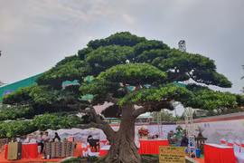 Dàn cây cảnh tiền tỷ đổ bộ về Hà Nội trước Tết Dương lịch