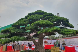 Dàn cây cảnh tiền tỷ đổ bộ về Hà Nội trước Tết Dương lịch