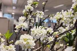 Cành mận Tây Bắc xuống phố Hà Nội giá rẻ bất ngờ