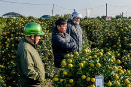 Vựa quất lớn nhất Nam Định tất bật vào vụ, thu về tiền tỷ