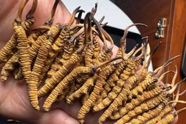“Sâu cỏ” có giá siêu đắt đỏ liên tục cháy hàng ở chợ Việt