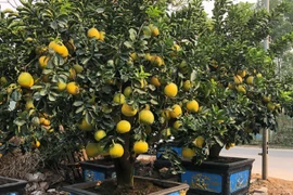 Vườn bưởi tiền tỷ đang từng ngày ngóng khách với không ít âu lo
