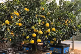 Vườn bưởi tiền tỷ đang từng ngày ngóng khách với không ít âu lo