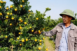 Thủ phủ trồng quất ở Thanh Hoá “cạn” hàng để bán