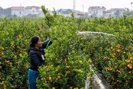 Thương lái lùng mua hết hàng, thủ phủ quất miền Bắc nghỉ Tết sớm