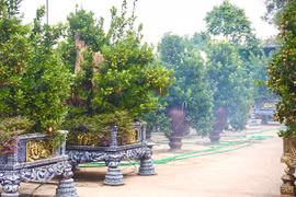 “Hàng hiếm” quất Bonsai có giá đắt đỏ, nhà vườn nhận cọc sớm