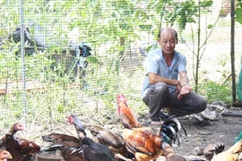 Nông dân Bình Định “đút túi” 1 tỷ đồng/năm nhờ chăn nuôi 