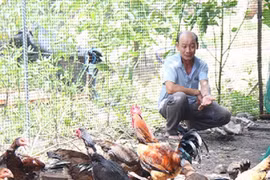 Nông dân Bình Định “đút túi” 1 tỷ đồng/năm nhờ chăn nuôi 