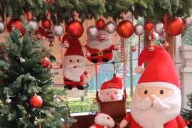 Chi 250 triệu đồng mang cả “rừng thông” về trang trí, nhiều người mê