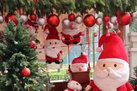 Chi 250 triệu đồng mang cả “rừng thông” về trang trí, nhiều người mê