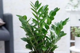 5 loại cây hút lộc, phú quý nghe tên “sặc mùi tiền“