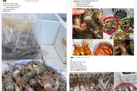 Tôm hùm “mini” giá siêu rẻ được rao bán tràn lan trên chợ mạng