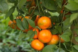 Cam Cao Phong được mùa chín rộ, người dân nô nức thu hoạch