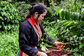 Nông dân thu lãi tiền tỷ nhờ cà phê tăng giá liên tiếp