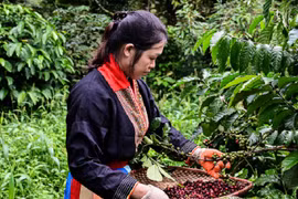 Nông dân thu lãi tiền tỷ nhờ cà phê tăng giá liên tiếp