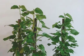 3 loại cây phong thủy đón tài lộc, cực kỳ dễ chăm