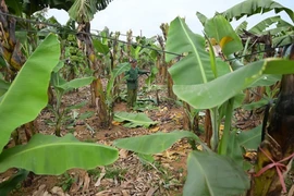 Thương lái đặt mua chuối non giá 500 ngàn đồng/buồng chờ Tết bán