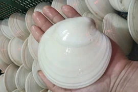 Sò bơ Mỹ được rao bán với giá gần 500 nghìn đồng/con