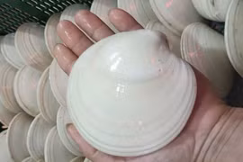 Sò bơ Mỹ được rao bán với giá gần 500 nghìn đồng/con