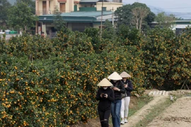Thương lái “ôm tiền” đặt cọc sớm vì đào quất năm nay khan hiếm