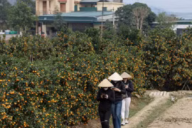 Thương lái “ôm tiền” đặt cọc sớm vì đào quất năm nay khan hiếm