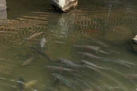 Loại cá “đặc sản” giá cao gắn bó với văn hóa người Tày 