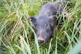 Nuôi "lợn nhân sâm" kiếm trăm tỷ mỗi năm