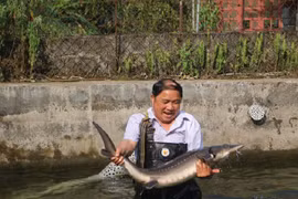  Nuôi cá nước lạnh phát triển mạnh, nông dân miền núi giàu lên hẳn