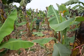 Thương lái đặt mua chuối non giá 500 ngàn đồng/buồng chờ Tết bán