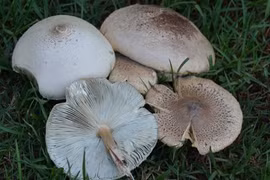 Chuyên gia chỉ cách phòng tránh ngộ độc khi ăn nấm