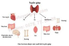 Xét nghiệm kháng thể TRAb có những giá trị gì?