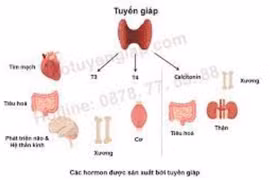 Xét nghiệm kháng thể TRAb có những giá trị gì?