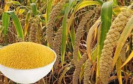 Cách làm món kê bồi bổ, phòng loãng xương, tim mạch và ung thư