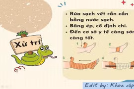 Đắp thuốc nam trị rắn cắn, trẻ 10 tuổi nguy kịch: xử lý đúng cách nào?