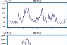 Ảnh: Dao động nồng độ Cortisol và ACTH trong ngày