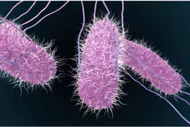 TPHCM:Tìm ra tác nhân gây ngộ độc sau tiệc trung thu tại chung cư Palm Heights