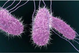 TPHCM:Tìm ra tác nhân gây ngộ độc sau tiệc trung thu tại chung cư Palm Heights