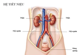 Nhiễm trùng tiểu thai kỳ dễ hỏng thận và ảnh hưởng xấu đến thai kỳ