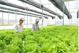 Hà Nội: Siết chặt quản lý chất lượng hàng nông sản