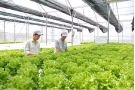 Hà Nội: Siết chặt quản lý chất lượng hàng nông sản