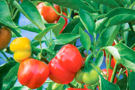 Tác dụng bất ngờ của ớt chuông