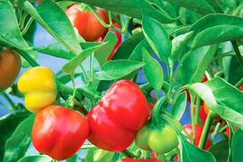 Tác dụng bất ngờ của ớt chuông