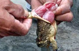 Ăn thịt cóc hai bà cháu nguy kịch: bác sĩ chỉ rõ lý do