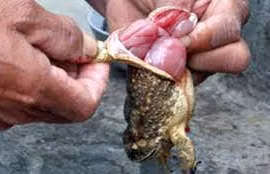 Ăn thịt cóc hai bà cháu nguy kịch: bác sĩ chỉ rõ lý do