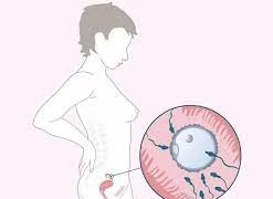 Theo dõi khả năng sinh sản để dễ thụ thai