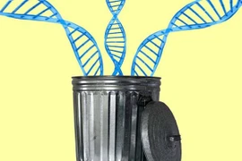 “Rác gene” có thể là kho báu di truyền?