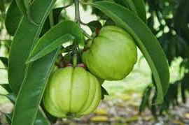 Loại quả có trong thành phần thuốc giảm cân