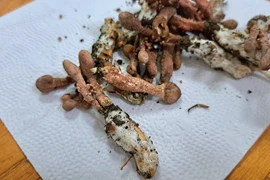 Một trẻ xuất viện lại thêm 2 trẻ nguy kịch do ăn nấm